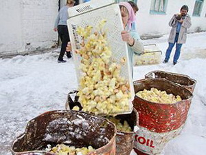Жуткое видео из Курской области. Из-за финансовых проблем плачущие птичницы выбрасывают птенцов сотнями тысяч на мороз и заливают водой